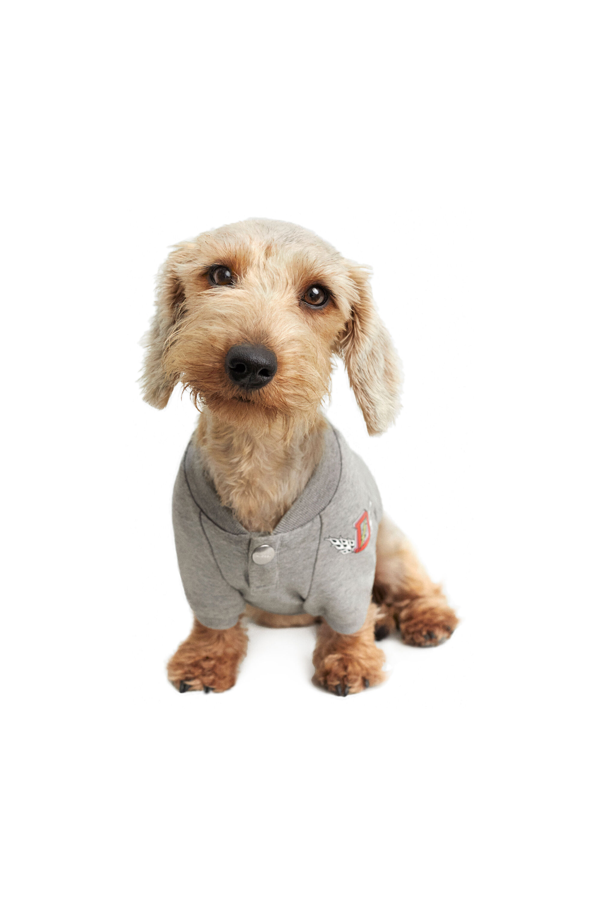 Diesel - PET-WOLF-GRY, Grau - Image 2